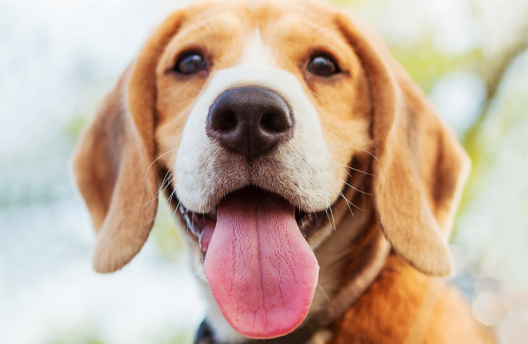 Pienso para perros Zaragoza